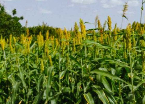 Greening the Desert, Wajir’s Farmers Lead Climate Resilience