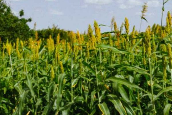 Greening the Desert, Wajir’s Farmers Lead Climate Resilience